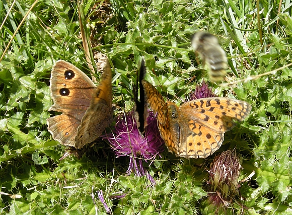 Farfalle dal Gran Sasso